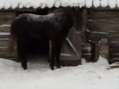 Продаётся лошадь (кобыла) чёрного цвета,необученна