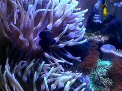 Актиния пузырчатая(морской аквариум)