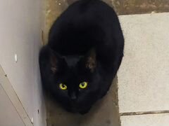 Кошка с лимонными глазами