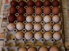 Инкубационные яйца различных пород