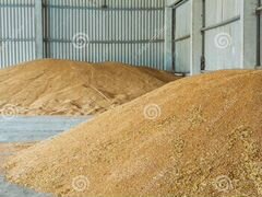 Пшеница Яровая