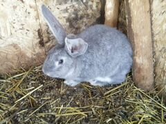 Кролики самки самцы крольчата