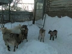 Коричневые козы с маленькими козлятами