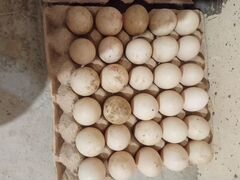 Яйца муларди