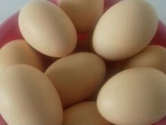 Инкубационные яйца породы билефельдер