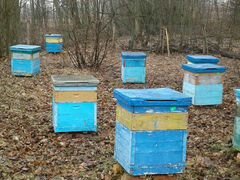 Продам пчелосемьи в начале апреля