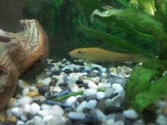Рыба гиринохейлус золотой жёлтый сомик