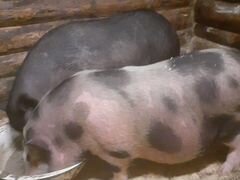 Свиноматки вьетнамские
