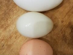 Яйца Инкубационные Гусь, Утка, Индейка