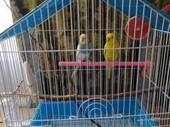 Радужный попугайчик