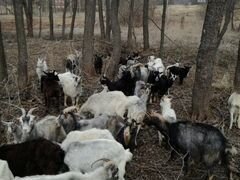 Ищем хозяев, стадо коз в д.корниловка навашинского