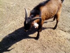 Альпо-нубийский племенной козёл