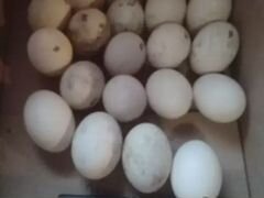 Инкубационные яйца гусиные и утиные