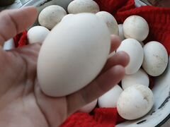 Гусиные яйца для инкубатора