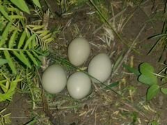 Инкубационное яйцо Фазана
