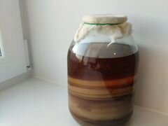 Чайный гриб медузка