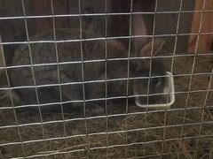 Кролики Серый Великан