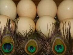Яйца индийских павлинов