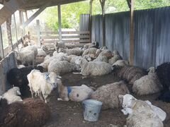 Продам овцов 53 голов