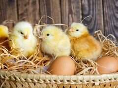 Куриные яйца и цыплята суточники