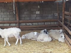 Овцы молодняк годлвалые