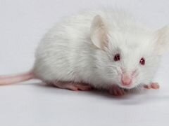 Мышь альбинос, крыса