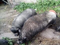 Пара вьетнамских свиней