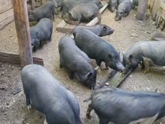 Продаю вьетнамскую свинину, вес 25-30 к