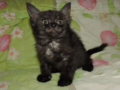 Котёнок шотландец "черный дым" Кузя