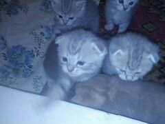 3 кошки и 1 кот