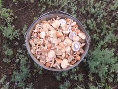 Продам грибы