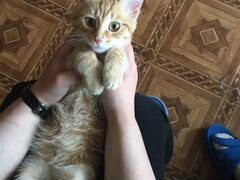 Котёнок Соник в добрые руки