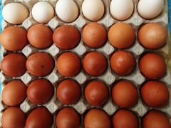 Инкубационное яйцо маранов и орпинтонов