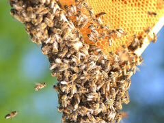 Пчелосемьи с домиками, пчёлопакеты