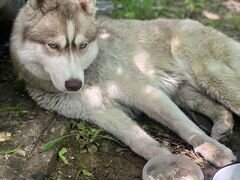 Найдена собака хаски девочка лобня мур луговая