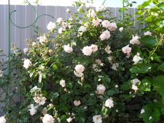 Роза с крупными розовыми цветами, лаванда