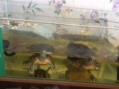 Черепахи красноухие, мальчик и девочка