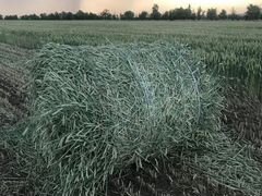 Сено пшеница с колосом