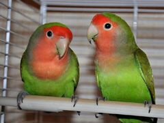 Продам двух попугаев С клеткой