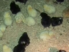 Цыплята кур несушек