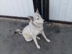Собака. порода лайка западно-сибирская 2 года