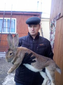 Кролики порода фландр