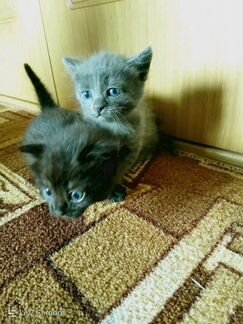 Малыши от кошки мышеловки