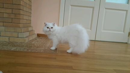 Персидский котик на вязку