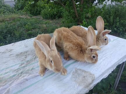 Продаются Кролики