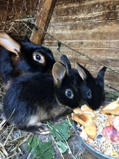 Кролики породы чёрно-огненные и французский баран