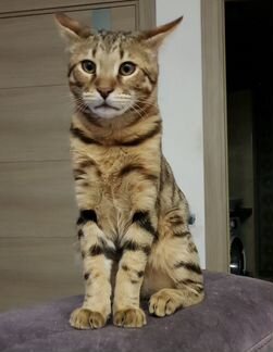 Шикарный котенок Чаузи F2