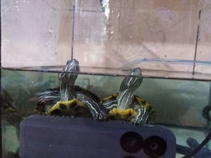 Черепахи 2 годовалые, аквариум, фильтр, обогревате