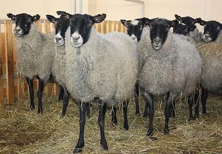 Романовские овечки