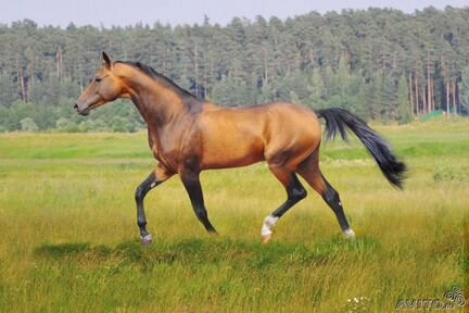 Предлагаются к продаже лошади ахалтекинской породы